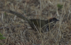 Pipilo maculatus × ocai