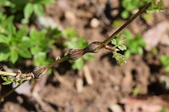 Neolasioptera nodulosa