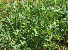 Trifolium palmeri