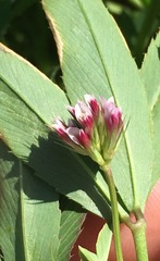 Trifolium palmeri