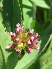 Trifolium palmeri