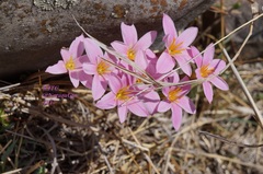 Zephyranthes brevipes