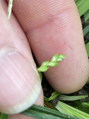 Carex cumberlandensis