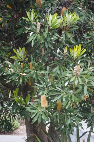 Coast banksia (Banksia integrifolia)