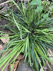Carex cumberlandensis