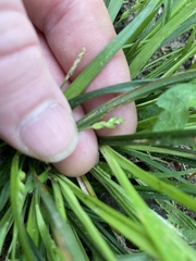 Carex cumberlandensis