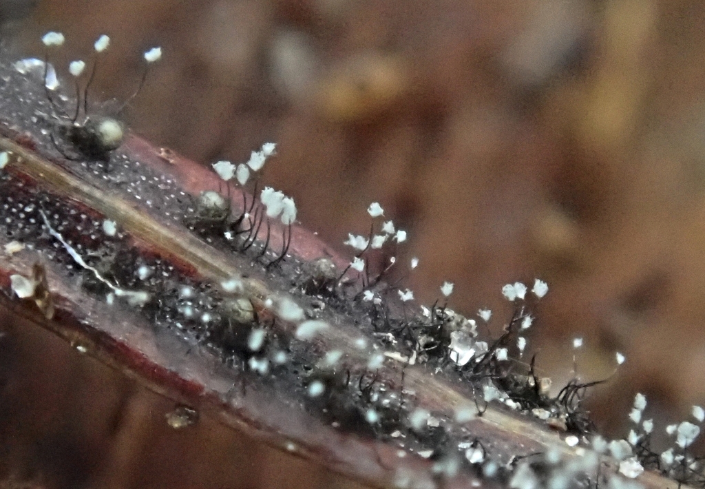 Penicillium subg. Aspergilloides