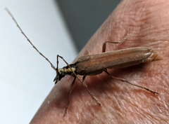 Uracanthus maleficus