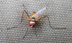 Cholomyia inaequipes