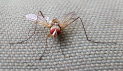 Cholomyia inaequipes