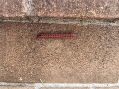 Helicorthomorpha