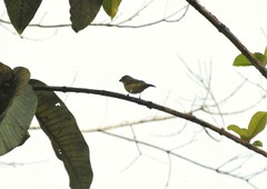 Euphonia laniirostris