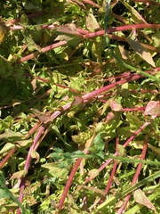 Aphanisma blitoides