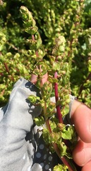 Aphanisma blitoides