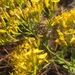 Woody Goldenrod - Photo (c) Daniel Folds, some rights reserved (CC BY-NC), uploaded by Daniel Folds