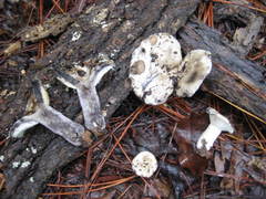 Russula densifolia