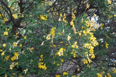 Genista stenopetala