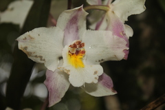 Oncidium alexandrae