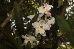 Oncidium alexandrae