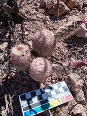 Echinocereus pectinatus rutowiorum