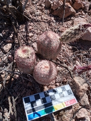 Echinocereus pectinatus rutowiorum