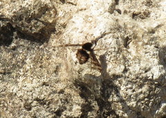 Bombylius pulchellus