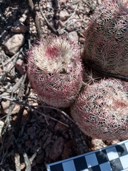 Echinocereus pectinatus rutowiorum