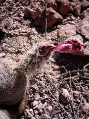 Echinocereus pectinatus rutowiorum