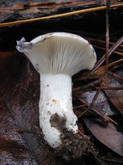 Russula densifolia