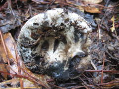 Russula densifolia