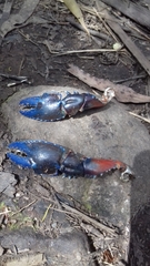 Euastacus woiwuru