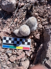 Escobaria chihuahuensis