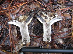 Russula densifolia