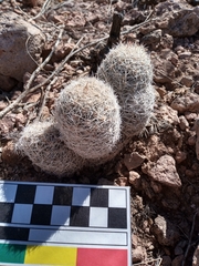 Escobaria chihuahuensis