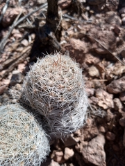 Escobaria chihuahuensis