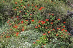 Pelargonium × hybridum