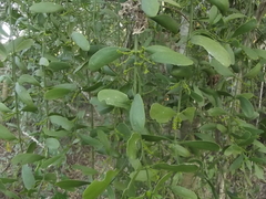 Phoradendron reichenbachianum