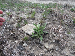 Rudbeckia missouriensis