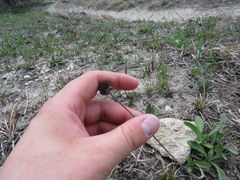 Rudbeckia missouriensis
