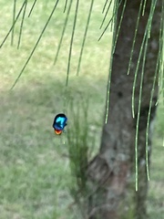 Parheminodes pulcher