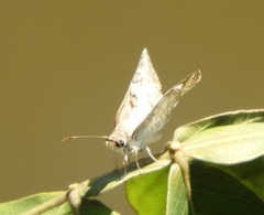 Antigonus emorsa