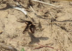 Bombylius pulchellus