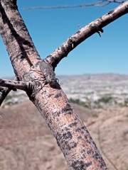 Chrysobothris merkelii