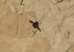 Bombylius pulchellus