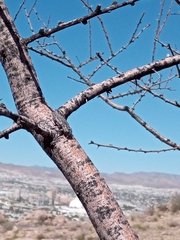 Chrysobothris merkelii