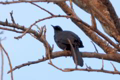 Melanotis caerulescens