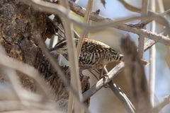 Campylorhynchus jocosus