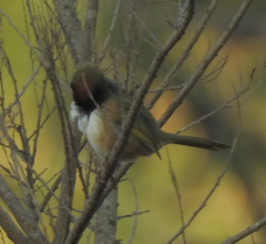 Pipilo maculatus × ocai