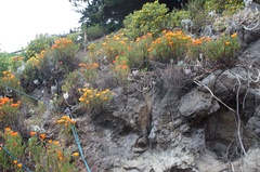 Lampranthus aureus