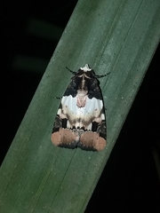 Bryolymnia bicon